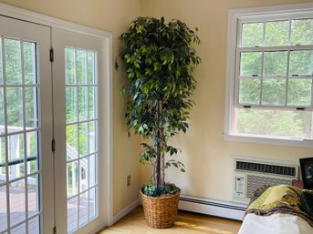 Tall Natural Branch Faux Ficus Tree In A Woven Basket