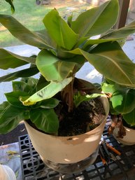 Dwarf Banana Plant 1