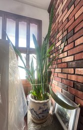 Beautiful Stoneware White & Blue-with Greenery Plant- Nature Design Planter With A Bottom Tray