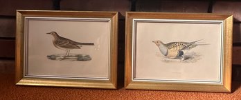 Two Beautiful Prints Of  A Sand Grouse & A Tawny Pipit In Gold Wooden Frames