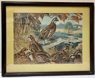 Vintage Framed Matted Print - Quail Game Birds - Autumn - Hunting - 20.5 X 25.5