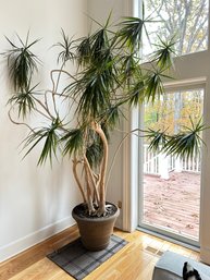 Approx 10' Tall Dracaena Marginata Plant (live)