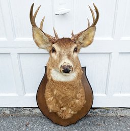 A Vintage 8 Point Buck Mount