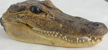 Taxidermy Alligator Head