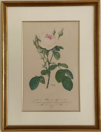 Framed French Botanical Print