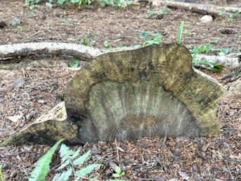 Natural Garden Art: An Awesome Demilune Tree Slice With Beautiful Grains, Rings & A Weathered Patina