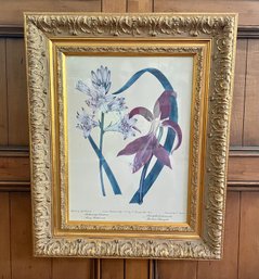 Large Botanical Print In Ornate Gilded Wooden Frame