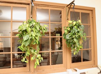Set Of 2 Thriving Lively Heart Leaf Philodendron Hanging Plants