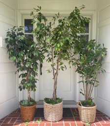 Collection Of Three Faux Ficus Trees