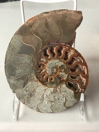 Ammonite Fossil, 1 LB , 6 1/2 Inch By 5 Inch