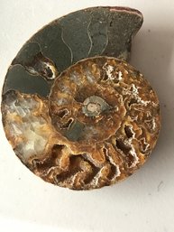 Ammonite Fossil , 7 Oz, 5 Inch By 4 Inch