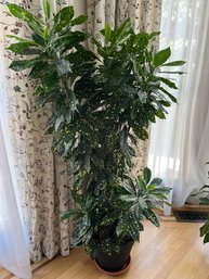 Live Japanese Lauren Tall House Plant In A Plastic Pot - 56'H