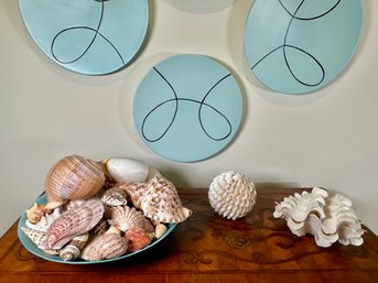 Beautiful Decorative Shells