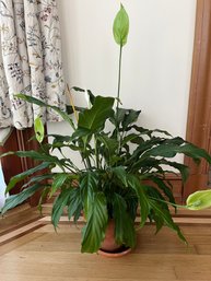 Live 'Peace Lily' Plant In A Clay Pot With Saucer - Approx 26' Tall