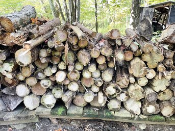 A Large Assortment Of Firewood - Including Recently Cut Cedar