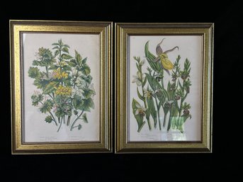 Anne Pratt Plate Lady's Slipper And Yellow Weasel Snout