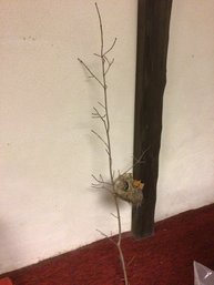 Nest On A Branch