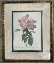 A Vintage Botanical Print