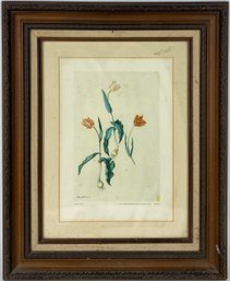 Framed Litho Of Botanical Print - Nicely Framed Behind Glass