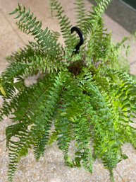 Large Live Fern Plant WOW!!