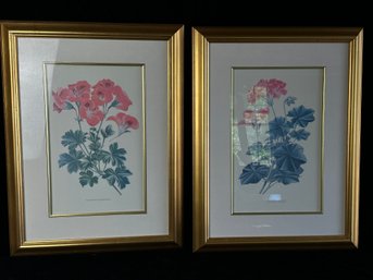 PELARGONIUM GRANDIFLORUM And IVY-LEAVED GERANIUM Framed Prints