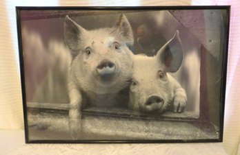 Farm Pigs Framed Photo