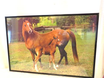 Horses On Farm Photo Framed