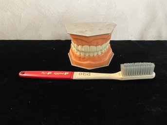 Pro-Phy-lac-tic Brush Company Toothbrush And Teeth