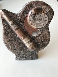 Fossil From Morocco , 6 1/2 Inch By 5 Inch