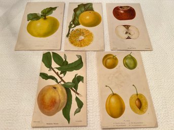 Set Of Five C. 1893 Naturalist Fruit Prints By D.G. Passmore For Forbes Co. Boston