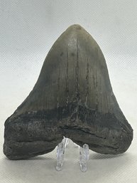 Collector's Grade FOSSIL MEGALODON SHARK TOOTH- Great Serration- 4.46' In Length