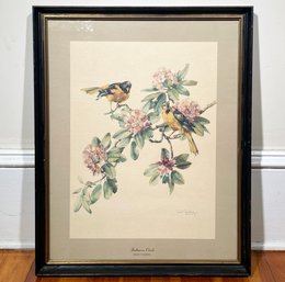 An Ornithological Lithograph, Baltimore Oriel By Cecil Golding