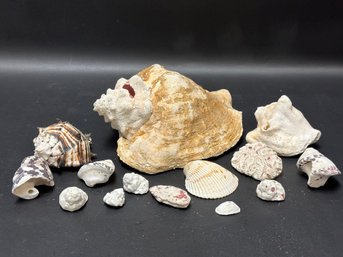 A Small Collection Of Natural Seashells
