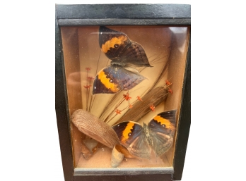 Butterfly Diorama Shadowbox