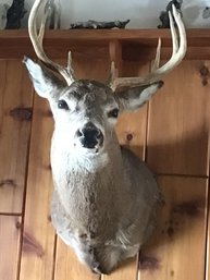 Taxidermy Deer Head #3