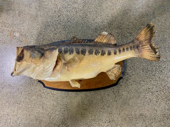 Taxidermy Large Mouth Bass Fish Mount