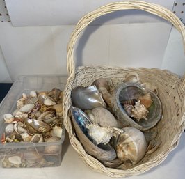 Large Lot Of Miscellaneous Sea Shells