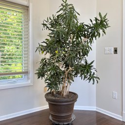 A Live 6 Ft Dracaena Reflexa Plant