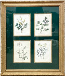 A Series Of Four Vintage Botanical Prints In Ornate Gilt Wood Frame