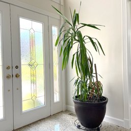 A Live 6.5 Foot Dracena Fragrans Plant