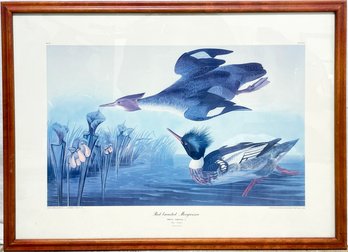 A Vintage Wildfowl Lithograph, Audubon, Framed