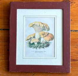 A Hand Colored Engraving From Late 19th Century Book 'Guide To Mushroom Lovers'