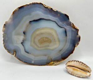 Petrified Wood Cross-Section & Cowry Shell