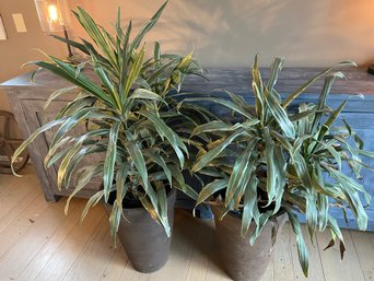 Two Indoor House Plants