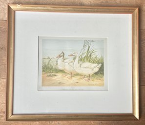 White Aylesbury Ducks Print By Harrison William Weir, Framed