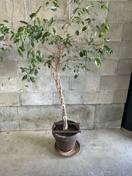 Ficus Tree With Pot