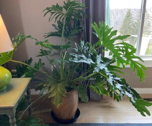 Philodendron Interior Plant In Ceramic Pot