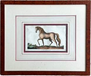 An Antique English Hand Colored Etching, Anatomical Equestrian Rendering