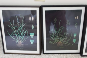 5 11x14 Botanical Prints Framed