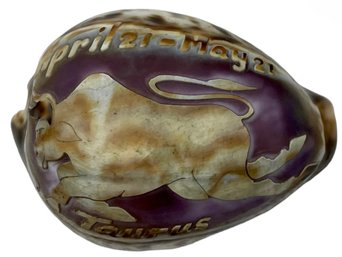 Hand Carved Cowrie Shell Featuring The Taurus Zodiac Sign & Dates